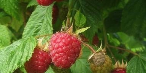 Vijesti o sorti malina kuzmina: fotografija i opis